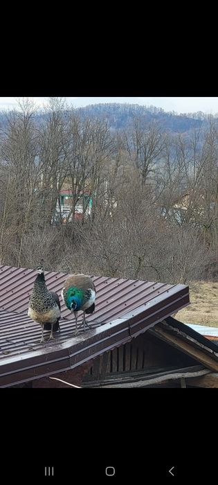 PĂUNIȚĂ 3 ani reproductivă!