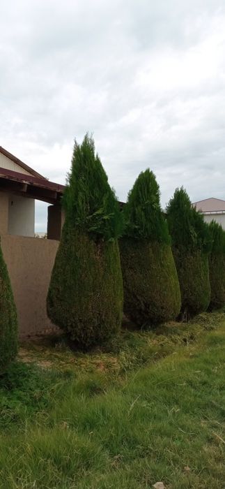 Турли хил арчаларга шакл бериш