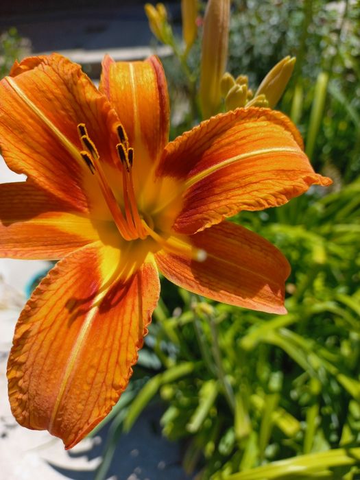 Лилейник для сада