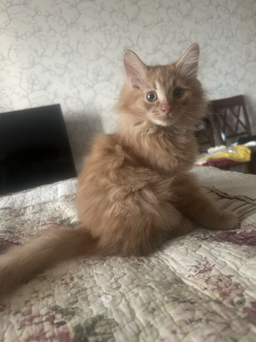 рыжий котенок