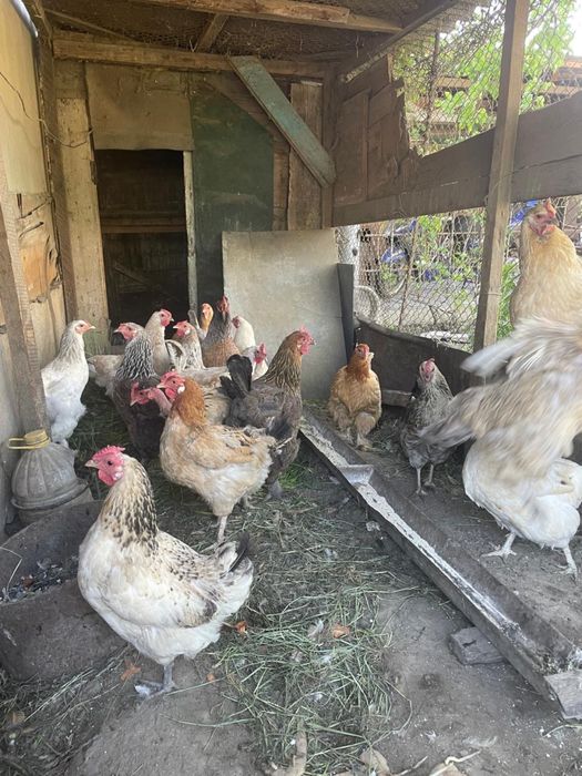 Продам кур и петухов