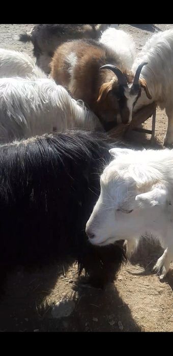 Ешкі сатылады срочна