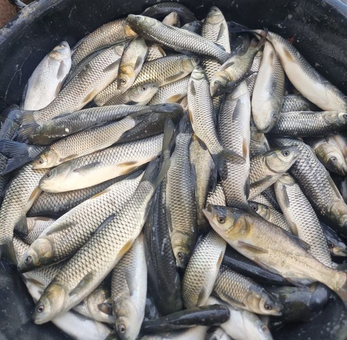 Crap romanesc, cteno , fitofag