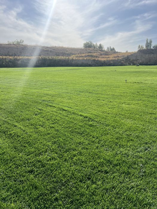 Gazo’n o’ptom cheklanmagan miqdorda