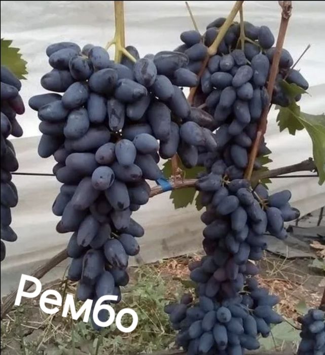 Саженцы винограда