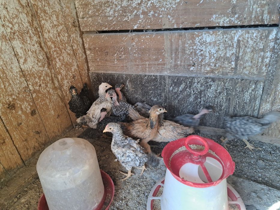 Pui de vânzare  pui