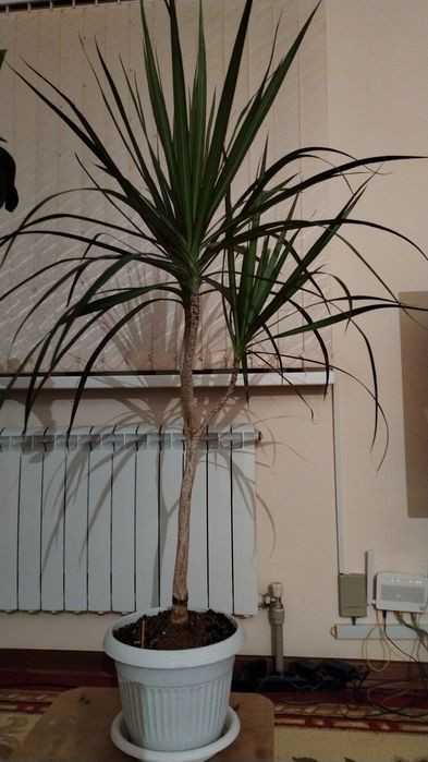 Гименакаллис комнатный