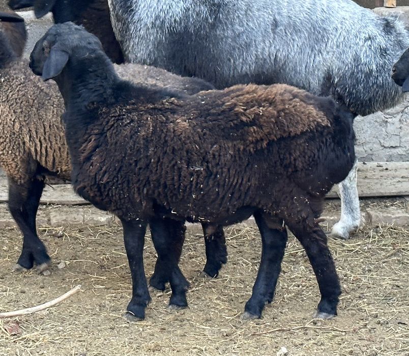 Vpisok dan rus porno