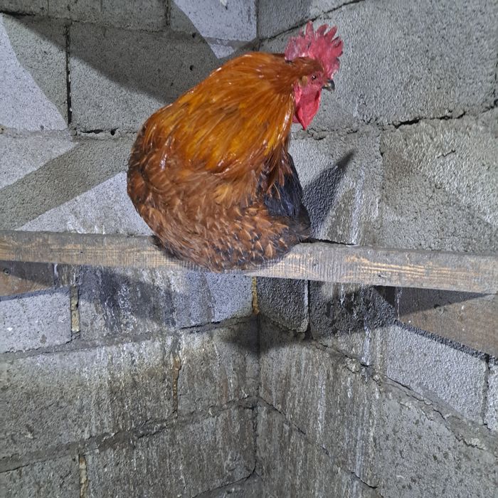 Продам молодых петушков