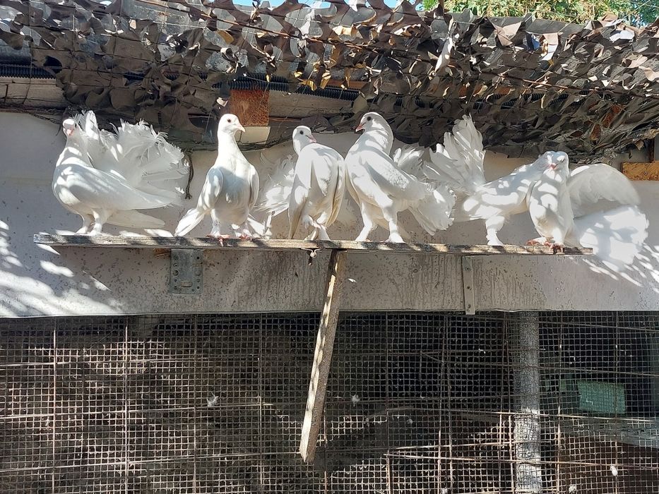 De vânzare, Porumbei  Voltati Indieni 50 roni  buc