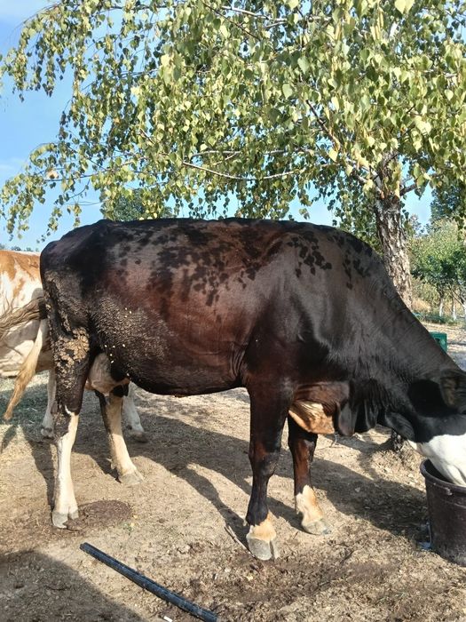 De vânzare vaca tânără și  bună de lapte