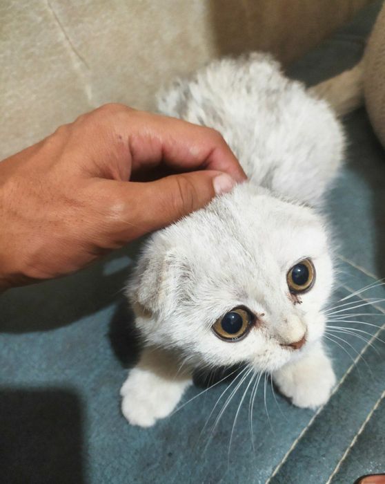 Toza zotlik mushuk Scottish fold