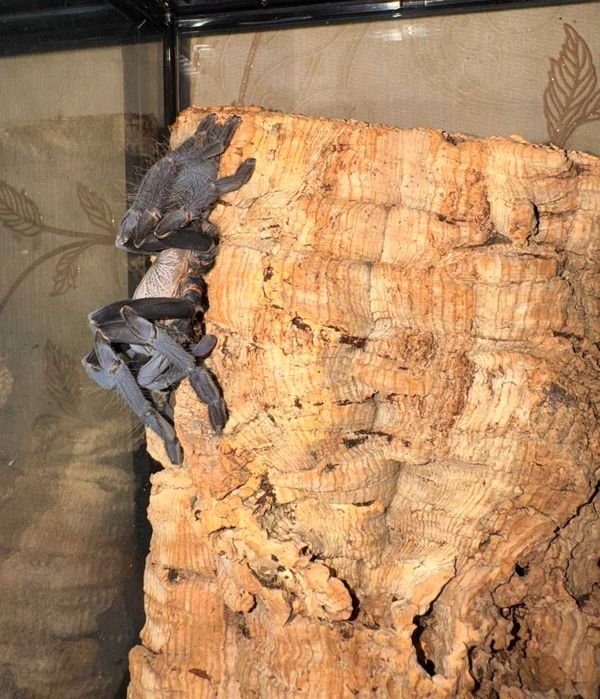Паук cyriopagopus sp.hati hati