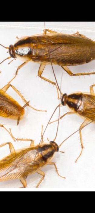 Пръскане против хлебарки, дървеници мравки и др.

Предла