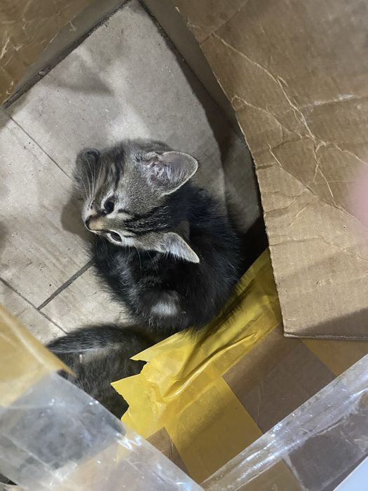 Отдам  шотландских котят