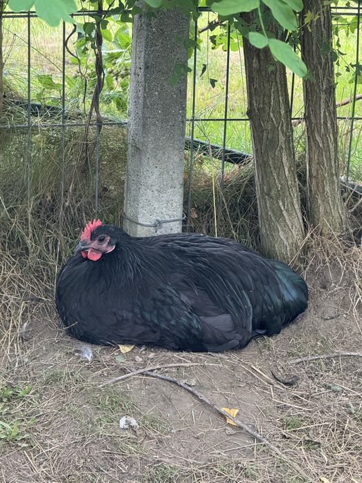 Vand perechi sau familii Australorp Negru Albastru