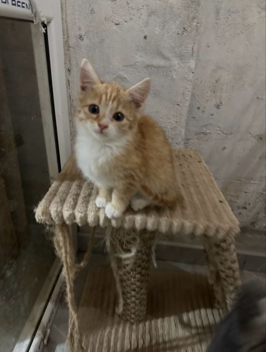 Котята ищут своих хозяев
