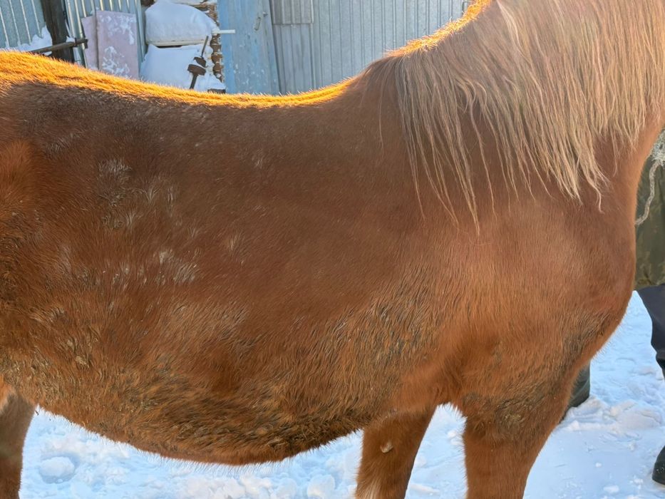 Продам лошадь с откорма