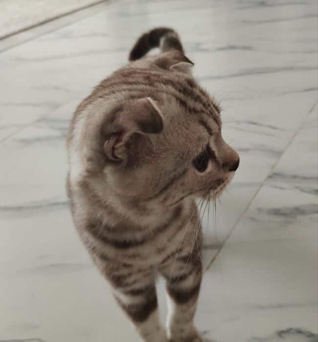 Котенок Скоттиш Фолд