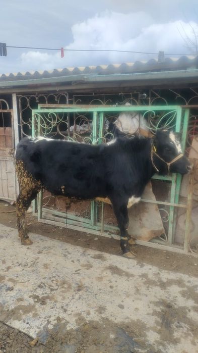 Бука бычок 1 жасар