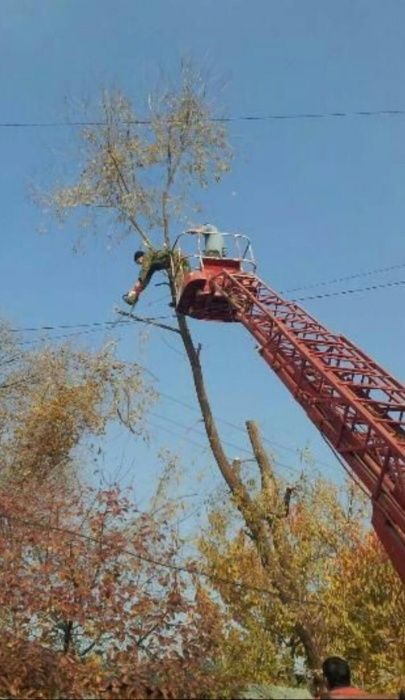 Обрезка и спиль деревья дарахт кесамиз