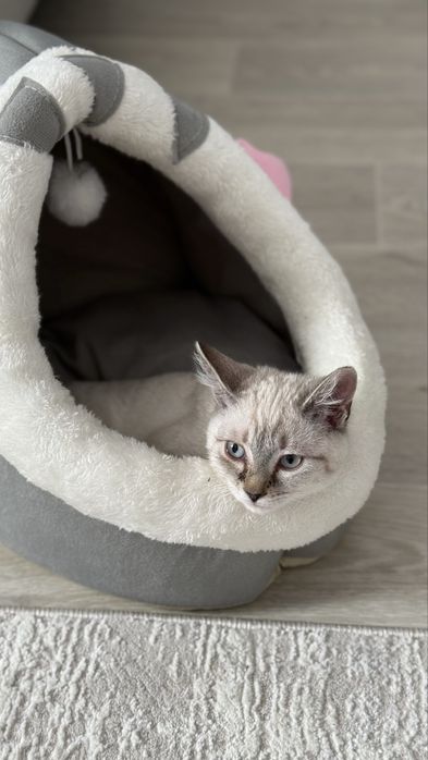 Котенок в хорошие ручки