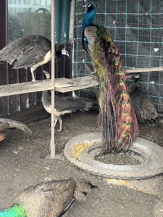 Vand pauni si păunițe