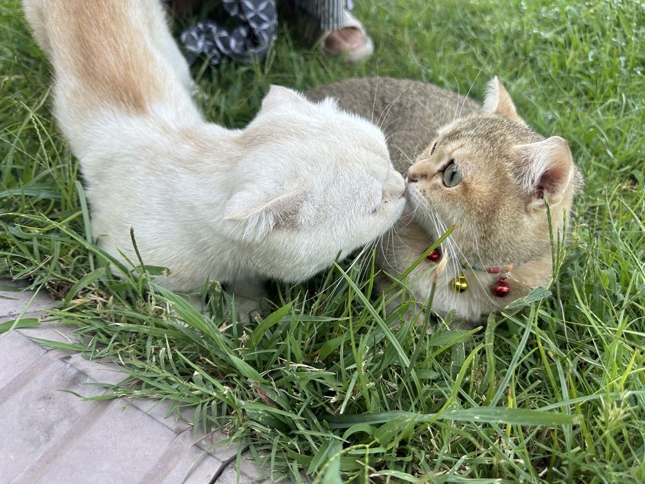 Пародистая кошка