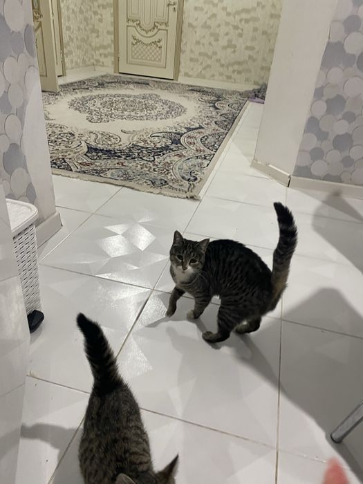 Отдам в хорошие руки