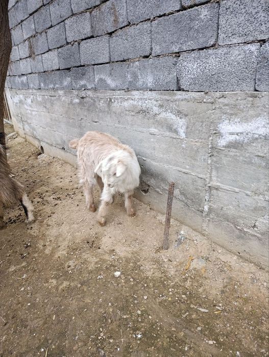 Alpen Zanem zotli echki