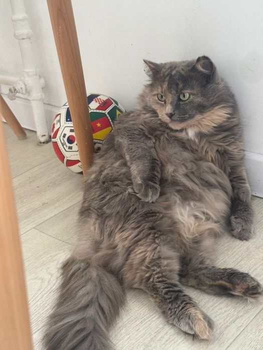 Отдам кошку в добрые руки