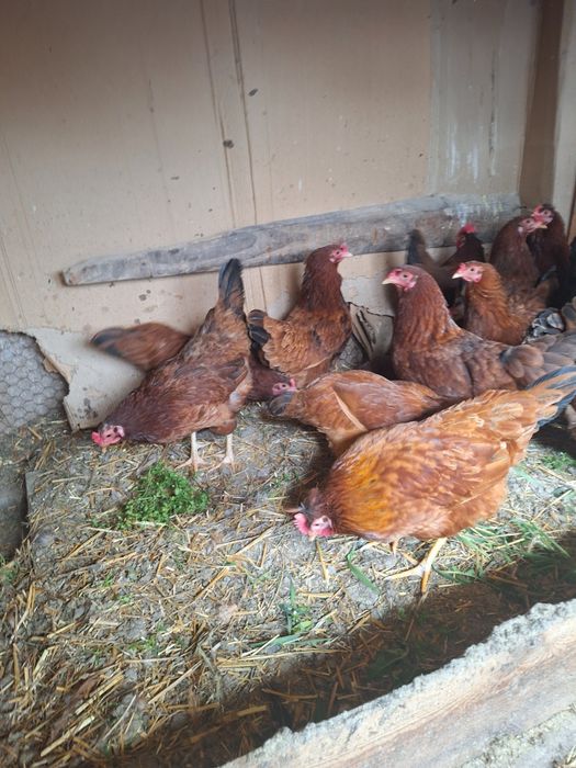 Vand 14 puicute și un cocos majoritatea fac oua cu coaja verde