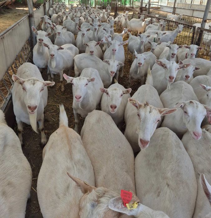 Vând 100 de capre Saanen gestante – instalație de muls și tanc de răcire