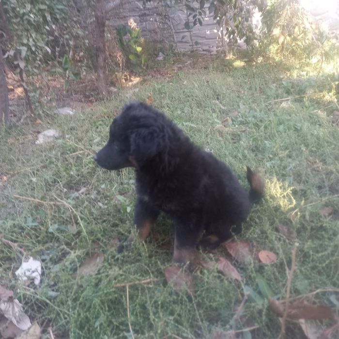 Отдам двух щенят