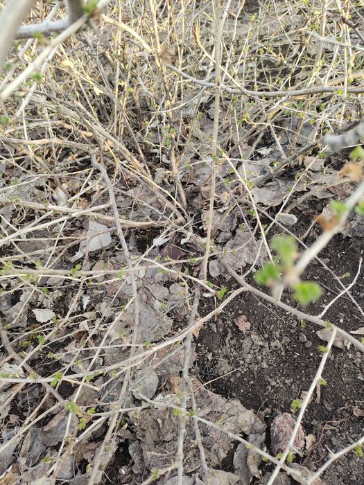 Продам крыжовник