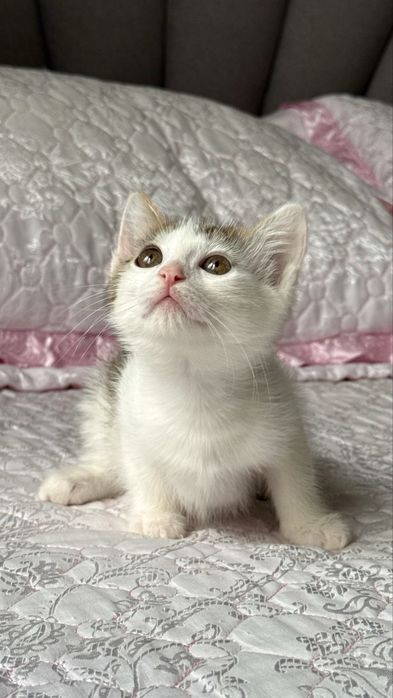 Красивый котенок 2 мес.