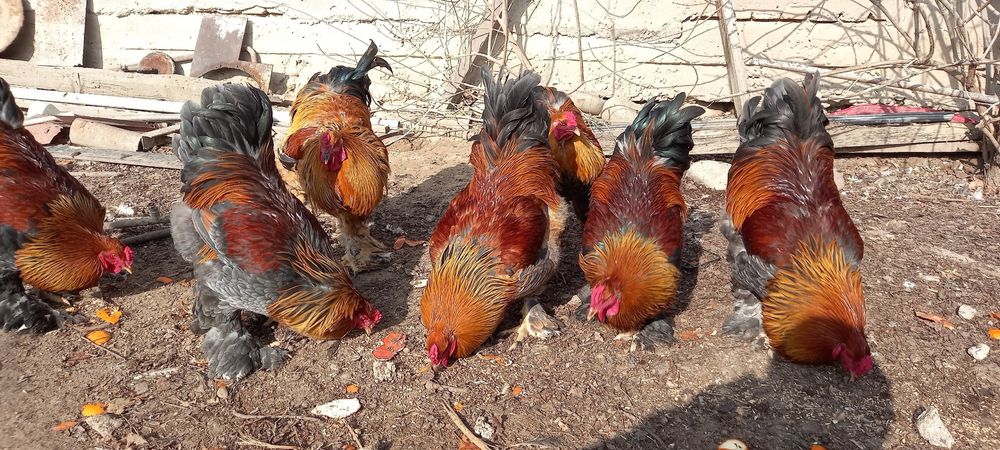 Петухи брама.