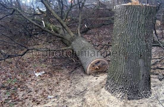 Спиливаем деревья