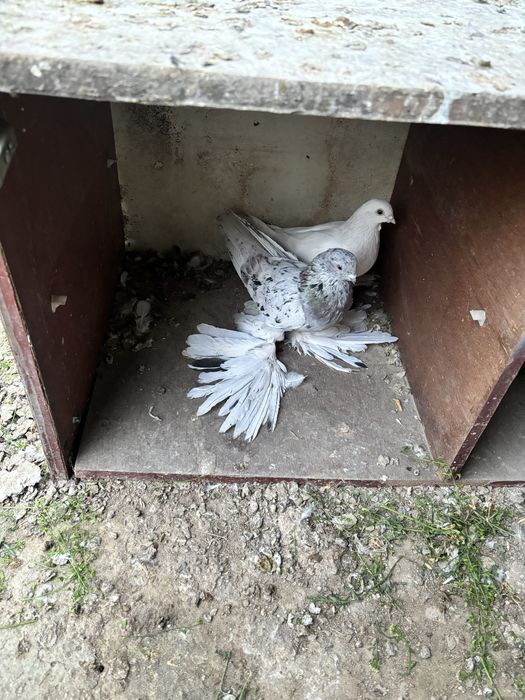 Голуби сирен самец тягой