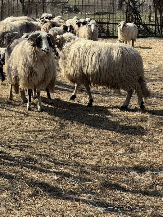 De vanzare 2 berbeci brezi de Hateg