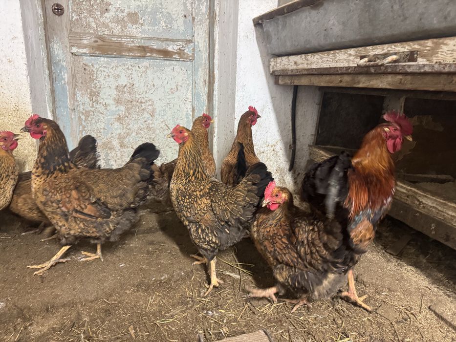 Инкубацонная яица