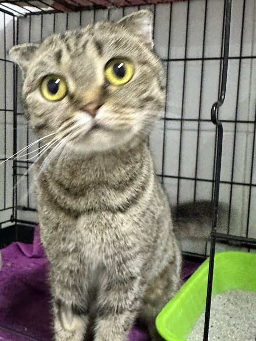 Вислоушка Маша ищет дом