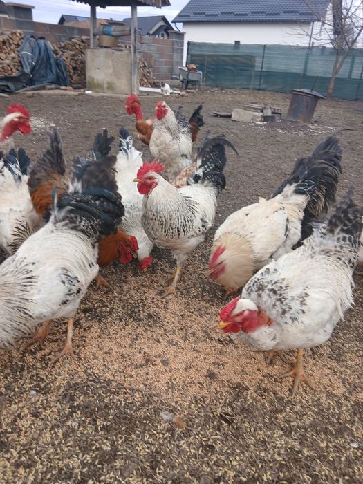 Vând cocoși de casă