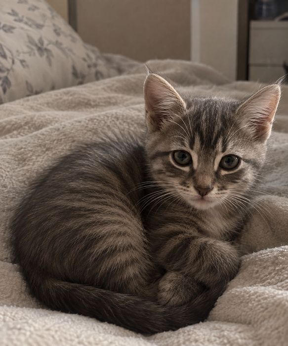 Котята, с гарантией