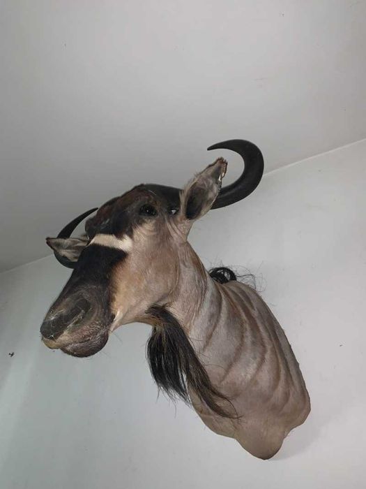 Bust Gnu/antilopă