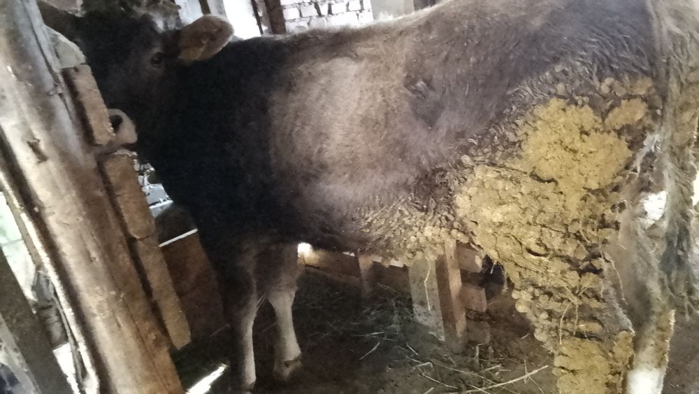 Телка алатауская