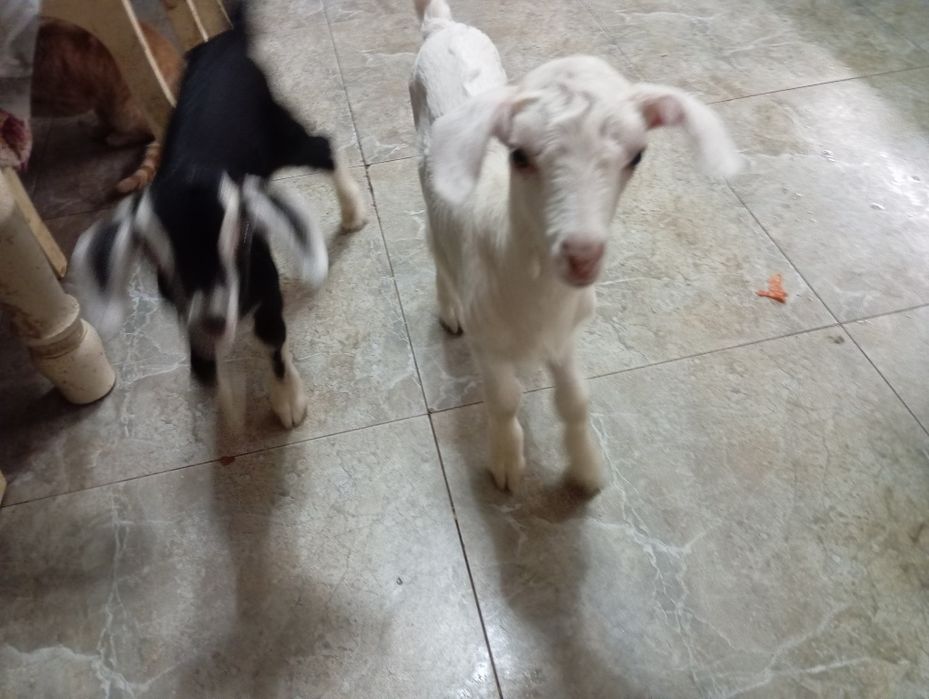 Продам козлят мальчиков