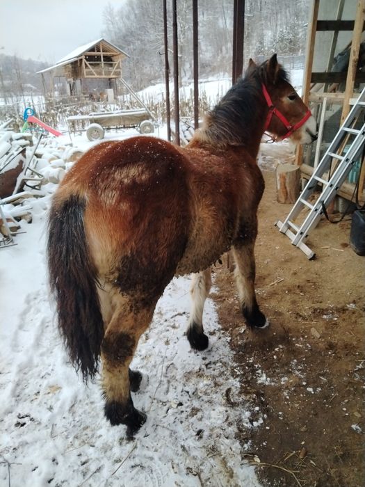 Mânz semigreu de 9 luni