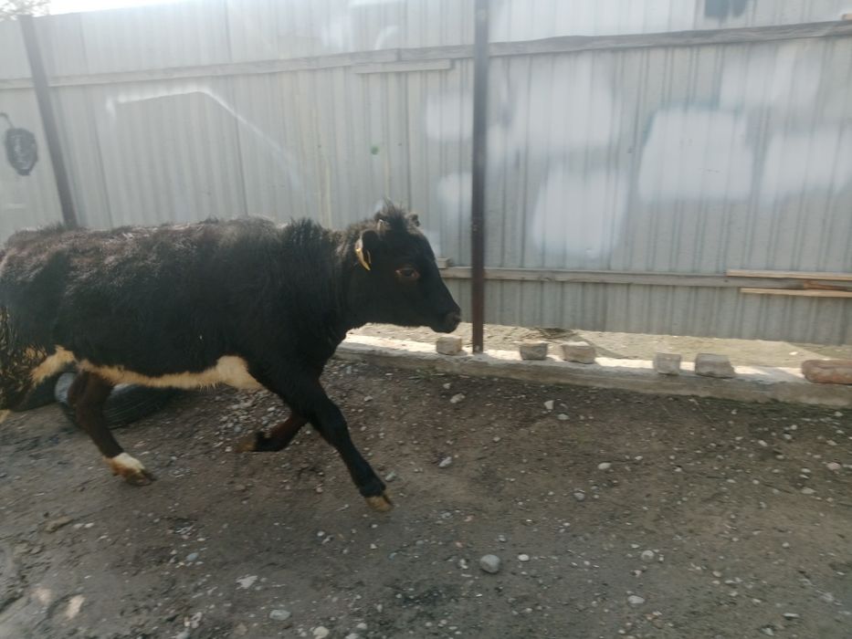 Ұрғашы тана сатылады