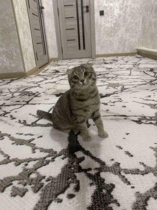 Mushuk sotiladi zotli